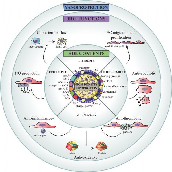 The Pleiotropic Vasoprotective Functions Of High Density Lipoproteins Hdl