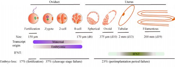 Factors affecting early embryonic development in cattle: relevance for  bovine cloning