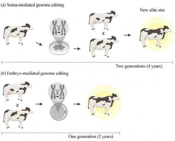 Embryo-mediated genome editing for accelerated genetic improvement of  livestock