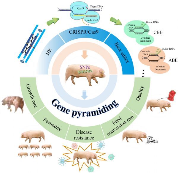 Frontiers  Classification of breed combinations for slaughter pigs based  on genotypes—modeling DNA samples of crossbreeds as fuzzy sets from  purebred founders