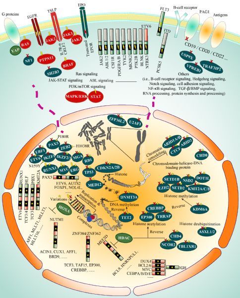 Emerging molecular subtypes and therapeutic targets in B-cell 