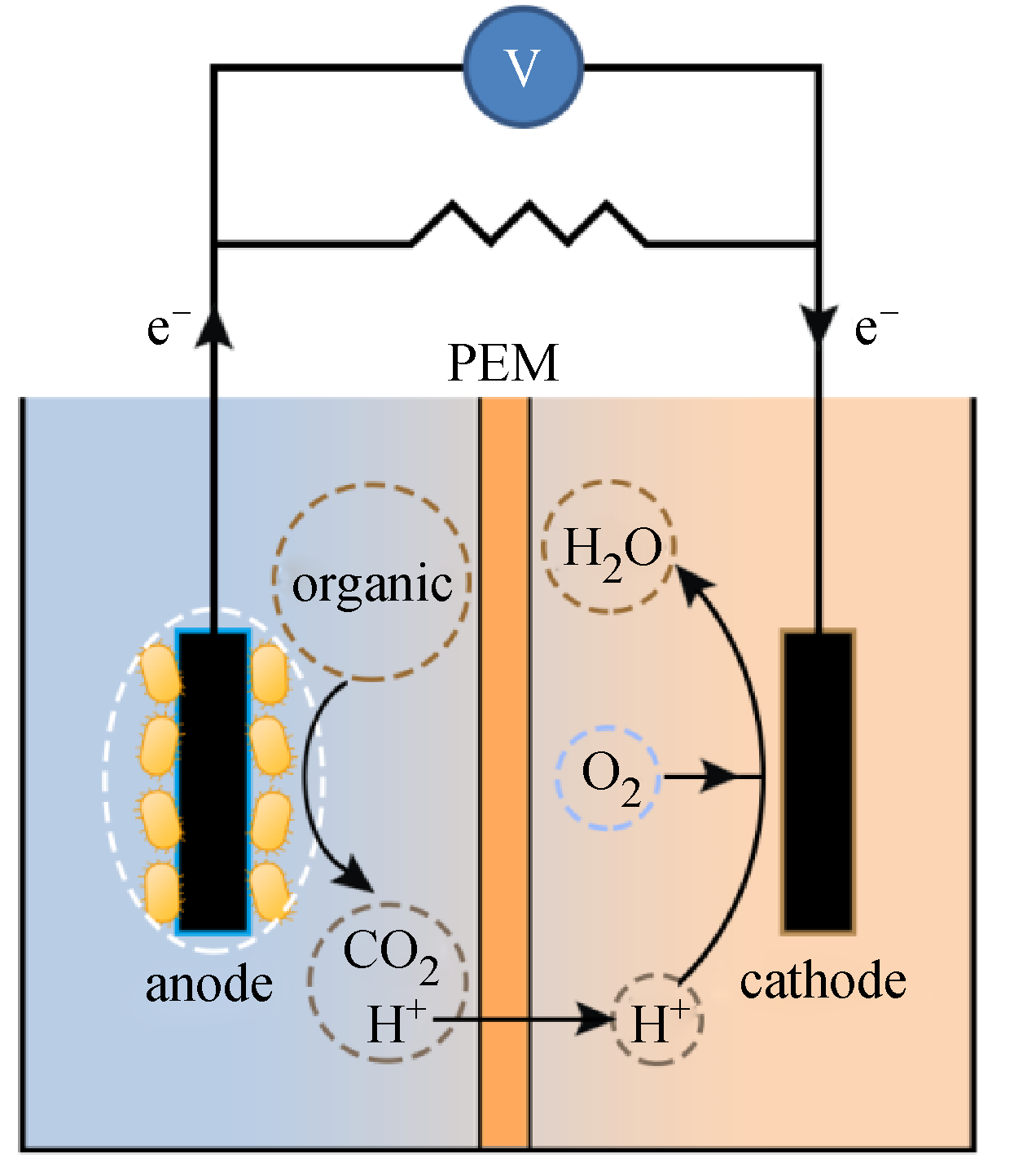 Glycerol degradation in single chamber microbial fuel cells